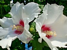Hibiskus gartenhibiskus syriak gebraucht kaufen  Deutschland