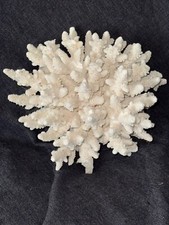 Natural marine aquarium for sale  Deerfield