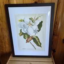 Beautiful flower magnolia for sale  Calhoun