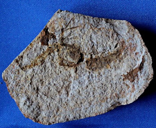 Crevette fossile cr15bt d'occasion  La Roche-sur-Yon
