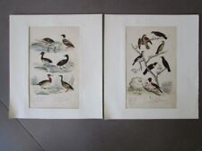 Lot gravures oiseaux d'occasion  Champs-sur-Marne
