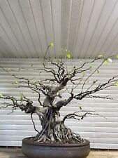 Exquisite ficus bonsai for sale  Silver Spring