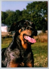 Postcard beauceron harlequin d'occasion  Expédié en Belgium