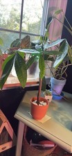 Variegated money tree for sale  Alexandria