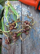 Egyptians walking onions for sale  Grand Island