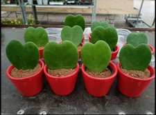 Hoya kerrii pianta usato  Foligno