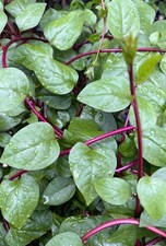 seedlings seeds for sale seedlings seeds for sale Veedersburg