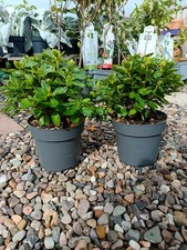 Purple rhododendron pack for sale  LARGS