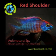 Great red shoulder for sale  Wimauma