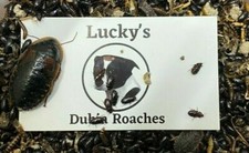 Buffalo beetle lesser for sale  Aptos