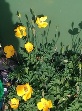 Perennial welsh poppy for sale  ST. NEOTS