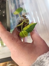 Philodendron micans aurea gebraucht kaufen  Stuttgart