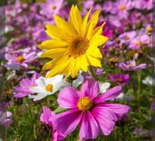 500 wildflower annual for sale  Fredonia