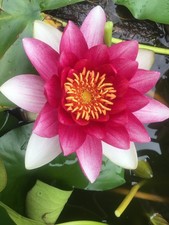 Pink hardy water for sale  Lyndhurst