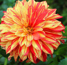 Dahlien knollen gloriosa gebraucht kaufen  Laatzen
