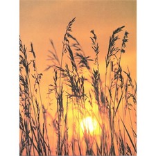 Silhouetted grass sunset for sale  Hinckley