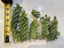 Donkey tail burro for sale  Santa Ana