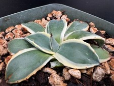 Agave applanata cream for sale  Marana