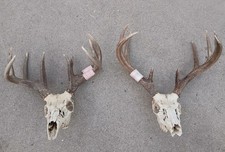 Two wild whitetail for sale  Devils Lake