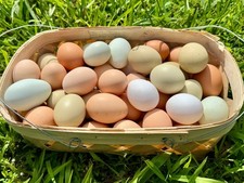 Fresh fertilized eggs for sale  Culleoka