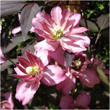 Clematis montana marjorie for sale  LINCOLN