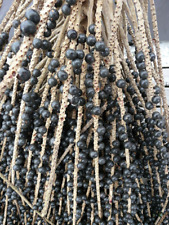 loja acai comprar usado loja acai comprar usado Enviando para Brazil