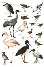 1953 book waders d'occasion  Expédié en Belgium