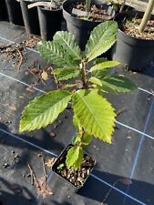 American chestnut tree for sale  CHORLEY