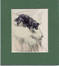Border collie vernon for sale  SPALDING