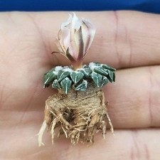 Ariocarpus kotschoubeyanus v.a usato  Tramonti