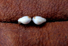 Elk ivory for sale  Dubois