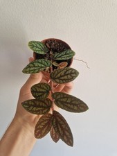 Pellionia pulchra d'occasion  Meylan