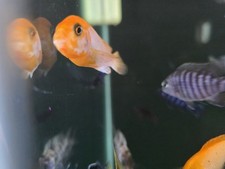 labidochromis d'occasion labidochromis d'occasion Expédié en Belgium