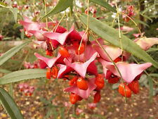 Euonymus cornutus five for sale  ST. ASAPH