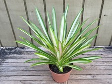 Guzmania ice cream for sale  Homestead