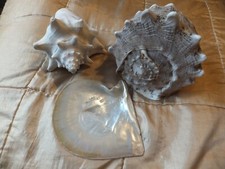 Collection seashells helmet for sale  CONGLETON