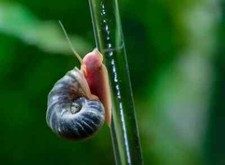 Algae eating ramshorn for sale  Edison