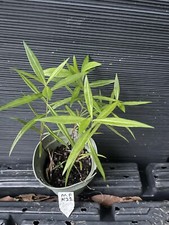 phlox plants for sale phlox plants for sale Martin