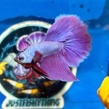 Purple pink halfmoon for sale  Huntington Beach