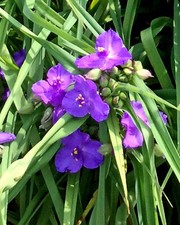 Lot spiderwort tradescantia for sale  Danville