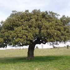 Quercus ilex evergreen for sale  SOUTHAMPTON