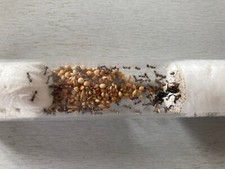 Reine fourmis messor d'occasion  Maisons-Alfort