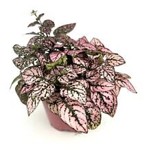 Large hypoestes rose for sale  Castaic