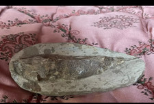 Fossils for sale  NEWTOWN