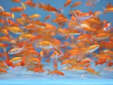 Live fish goldfish for sale  Garden Grove