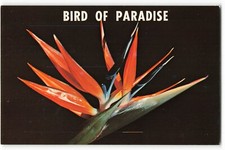 Bird paradise origin for sale  Sebastian