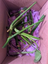 Monstera deliciosa swiss for sale  Philadelphia