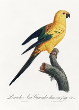 Sun parakeet aratinga for sale  USA