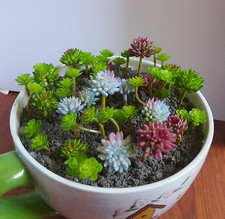 Artificial succulents plants d'occasion  Expédié en Belgium