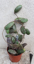 Hoya sigillatis round gebraucht kaufen  Rudolstadt